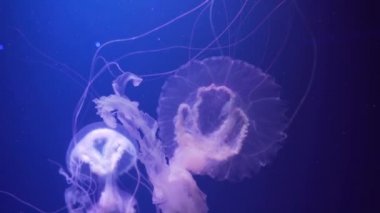 Amakusa denizanası su altında yüzüyor. Yüzen uzun dokunaçlı iki denizanası. Sanderia malayensis denizanası.