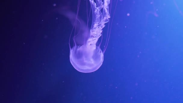 Amakusa jellyfish swimming underwater. Jellyfish with long tentacles floating. Sanderia malayensis jellyfish. — Stock Video