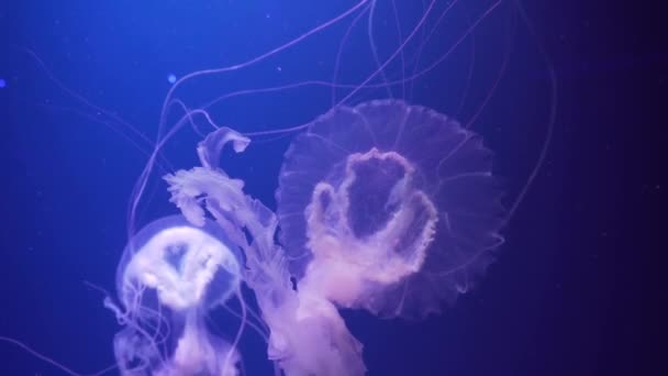 Amakusa jellyfish swimming underwater. Two jellyfish with long tentacles floating. Sanderia malayensis jellyfish. — Stock Video
