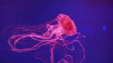 Güzel kırmızı denizanası Chrysaora Pacifica suyun altında yüzüyor. Japon deniz ısırganı akvaryumda yüzüyor. Deniz yaşamı geçmişi.