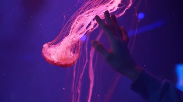 Hand touching aquarium with red jellyfish Chrysaora Pacifica. Japanese sea nettle floating in the aquarium. Marine life background. — Stock Video