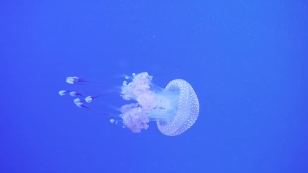 Medusas Manchadas Mastigias Papua Nadando Bajo Agua Medusas Con Largos — Vídeo de stock