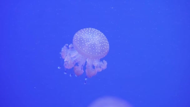 Пятнистая медуза Мастиджиас Папуа плавает под водой. Медуза с длинными щупальцами плавает. Морская жизнь обои фоне . — стоковое видео