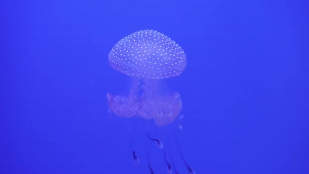 Pöttyös medúza Mastigias Pápua úszik a víz alatt. Medúzák hosszú csápokkal lebegnek. Tengeri élet tapéta háttér. — Stock videók