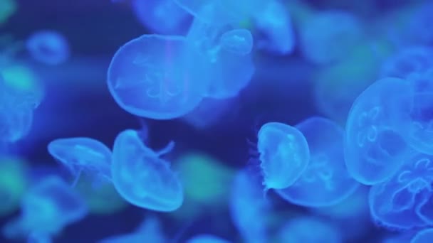 Muchas medusas exóticas flotando bajo el agua. Medusas Luna, Aurelia Aurita o Platillo Jalea nadando en un acuario. Fondo de pantalla . — Vídeos de Stock