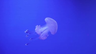 Benekli denizanası Mastigias Papua su altında yüzüyor. Yüzen uzun dokunaçlı denizanası. Deniz yaşamı duvar kağıdı arka planı.