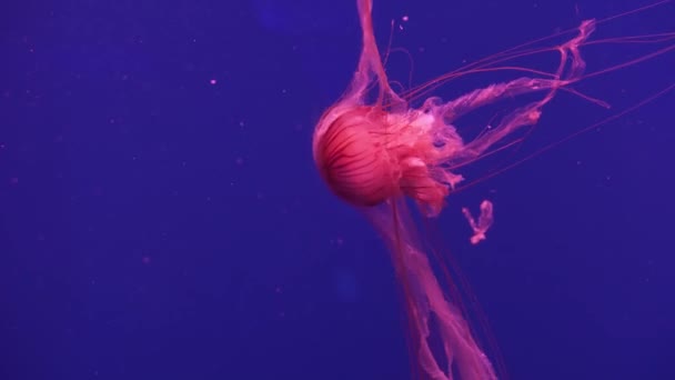 美しい赤いクラゲ クリザラパシフィカが水中で泳いでいます 水族館には日本のウミガメが浮かんでいます 海洋生物の背景 — ストック動画