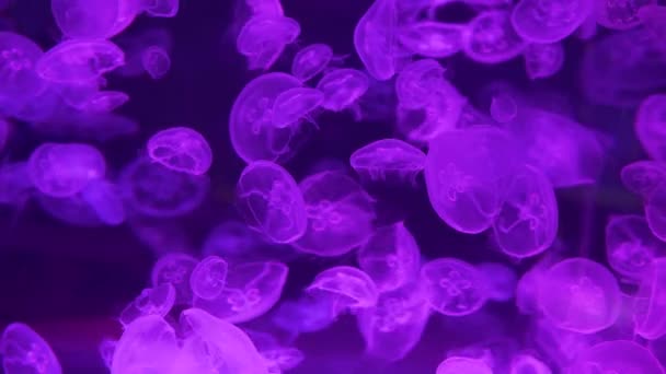Muita Água Viva Exótica Flutuar Debaixo Água Moon Jellyfish Aurelia — Vídeo de Stock