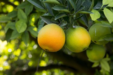 Portakal ağacı Bahçe