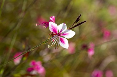 Bahçedeki pembe yumuşak çiçekler
