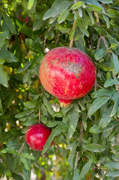Pomegranate Tree Organic — Stock Photo, Image