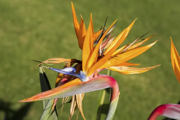 Pássaro do paraíso flor — Fotografia de Stock