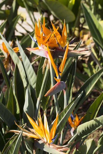 Pájaro del paraíso flor —  Fotos de Stock