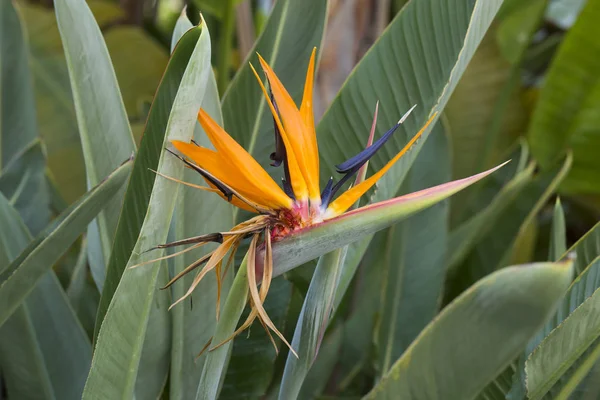 Pássaro do paraíso flor — Fotografia de Stock