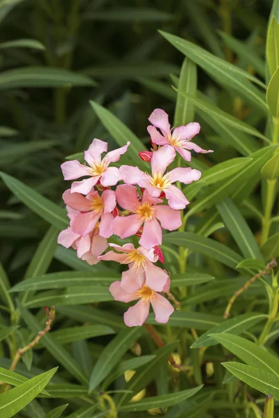 Fiori Teneri Rosa Giardino — Foto Stock