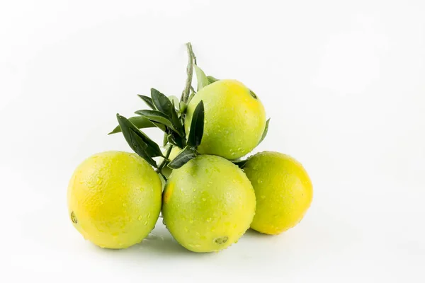 Green Unripe Oranges Isolated White Background — Stockfoto