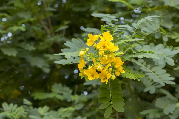 花园里的黄花 — 图库照片