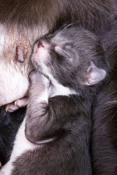 Gatito bebé gatos alimentación de madres pecho — Foto de Stock