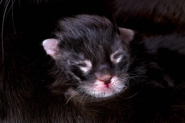 Gatito bebé gatos alimentación de madres pecho — Foto de Stock