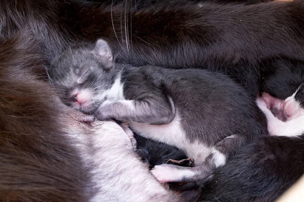 Baby kočky Kitty krmení z prsu matky — Stock fotografie