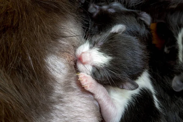 Gatito bebé gatos alimentación de madres pecho — Foto de Stock