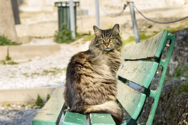 El gato callejero — Foto de Stock