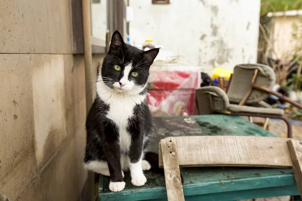 Gato Blanco Negro Sentado Calle — Foto de Stock