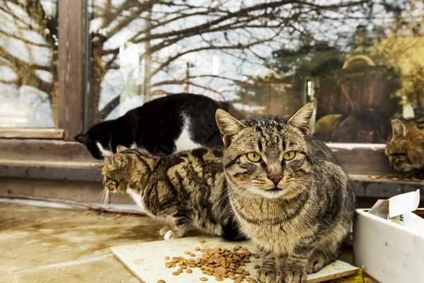 Herrelösa katten — Stockfoto