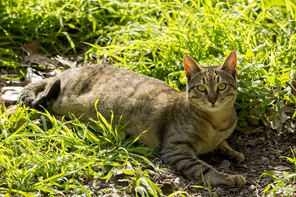 Cat Lying Grass Summer Day — Stockfoto