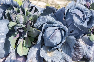 Bahçede yetişen kırmızı lahana