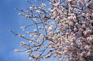 Bahçedeki pembe yumuşak çiçekler