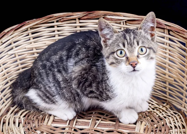 Cute Fluffy Kitten Basket — Foto de Stock