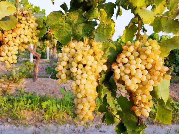 Uvas Brancas Que Crescem Jardim — Fotografia de Stock