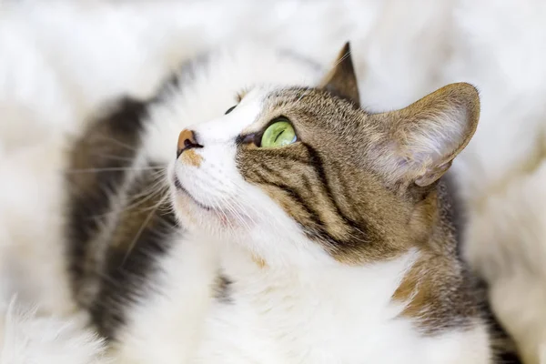 Il Gatto Carino — Foto Stock