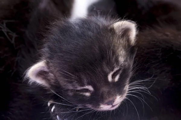 Bebé dormido gato — Foto de Stock