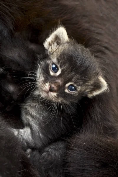 Bebé lindo gato — Foto de Stock