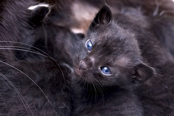 Bambino carino gatto — Foto Stock