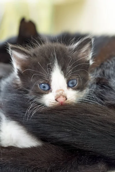 Baby Cute Cat — Stock fotografie