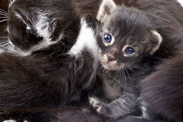 Bebé lindo gato — Foto de Stock