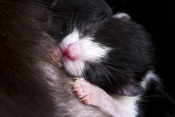 Close View Black White Newborn Kitten — Foto de Stock