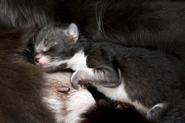 Close View Black White Newborn Kitten — Foto de Stock