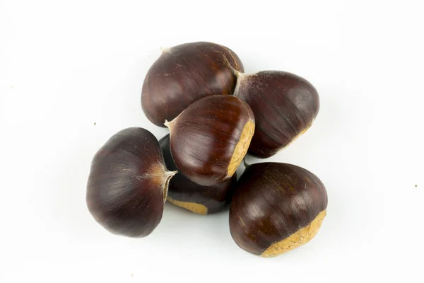 Chestnut White Background — Stock Photo, Image