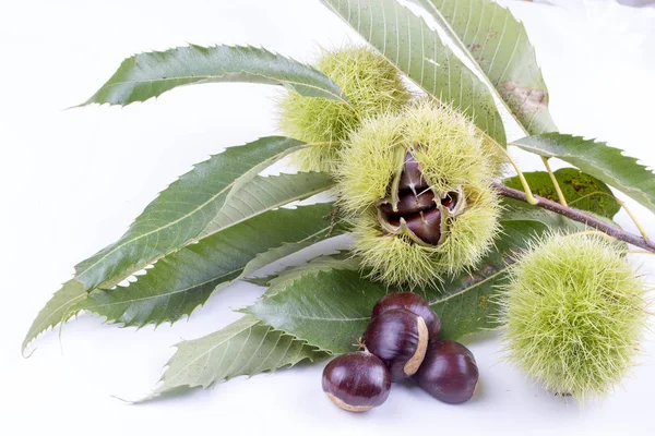 Chestnut White Background — Stock Photo, Image