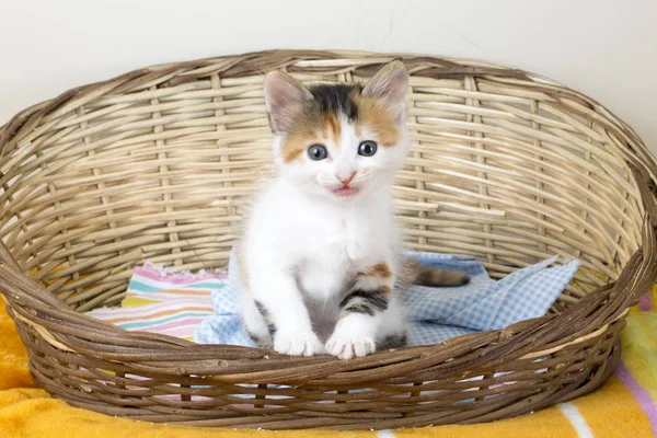 Cute Fluffy Kitten Basket — Φωτογραφία Αρχείου