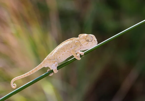 Closeup Chameleon Blurred Background - Stock-foto