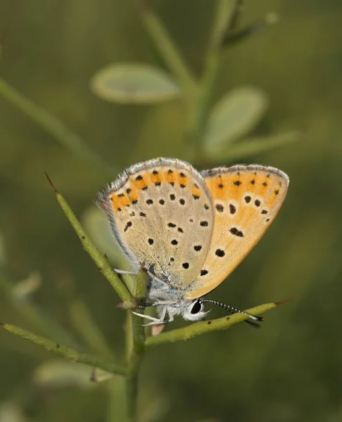 Primo Piano Bella Farfalla Seduta Fiori Gialli — Foto Stock