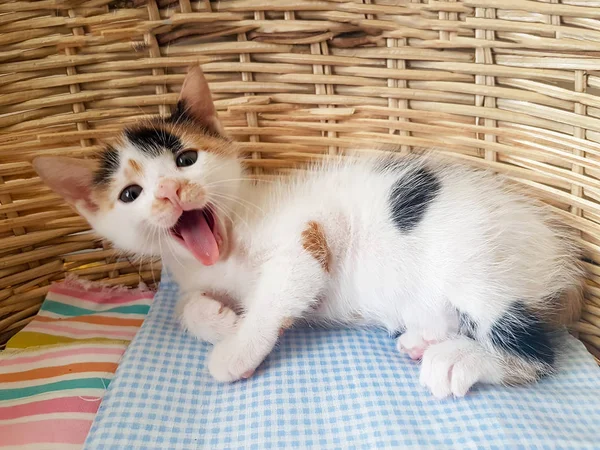 Cute Fluffy Kitten Basket — Φωτογραφία Αρχείου