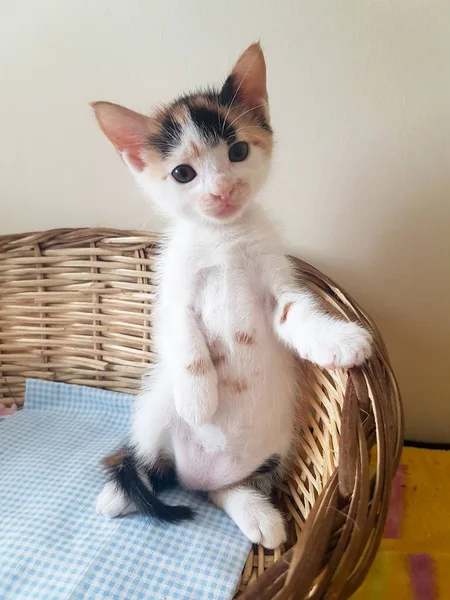 Cute Fluffy Kitten Basket — ストック写真