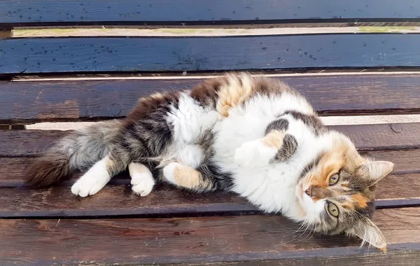Cute Furry Kitten Bench —  Fotos de Stock