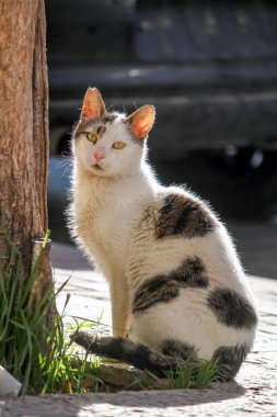 Sokak sokak kedisi